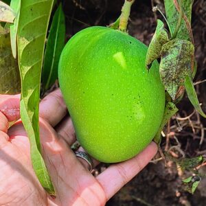 Alphonso Mango